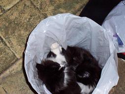 katt